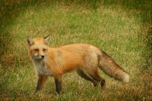 "Red Fox"