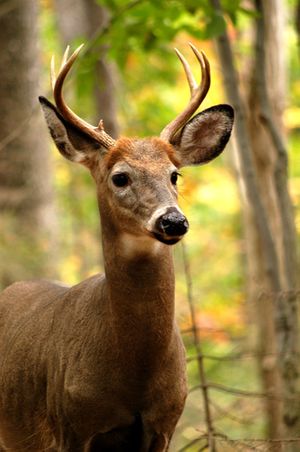 7 Point Whitetail Deer