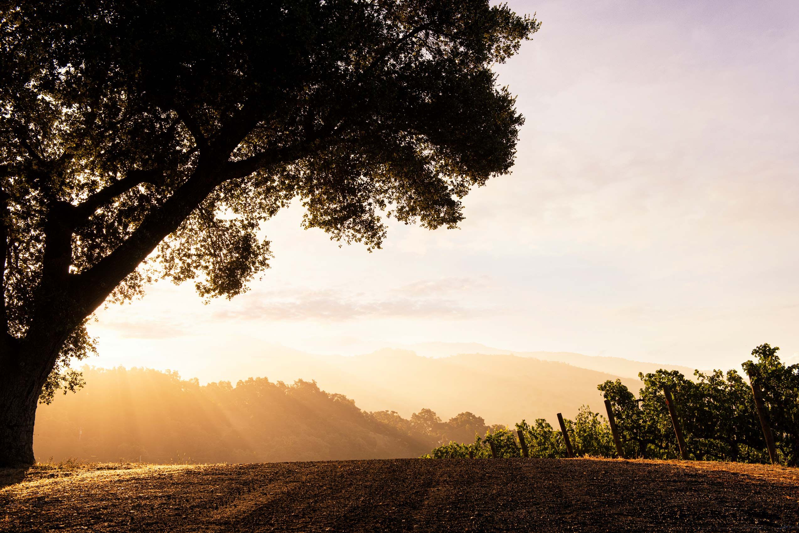 July_19_Vineyard_066.jpg