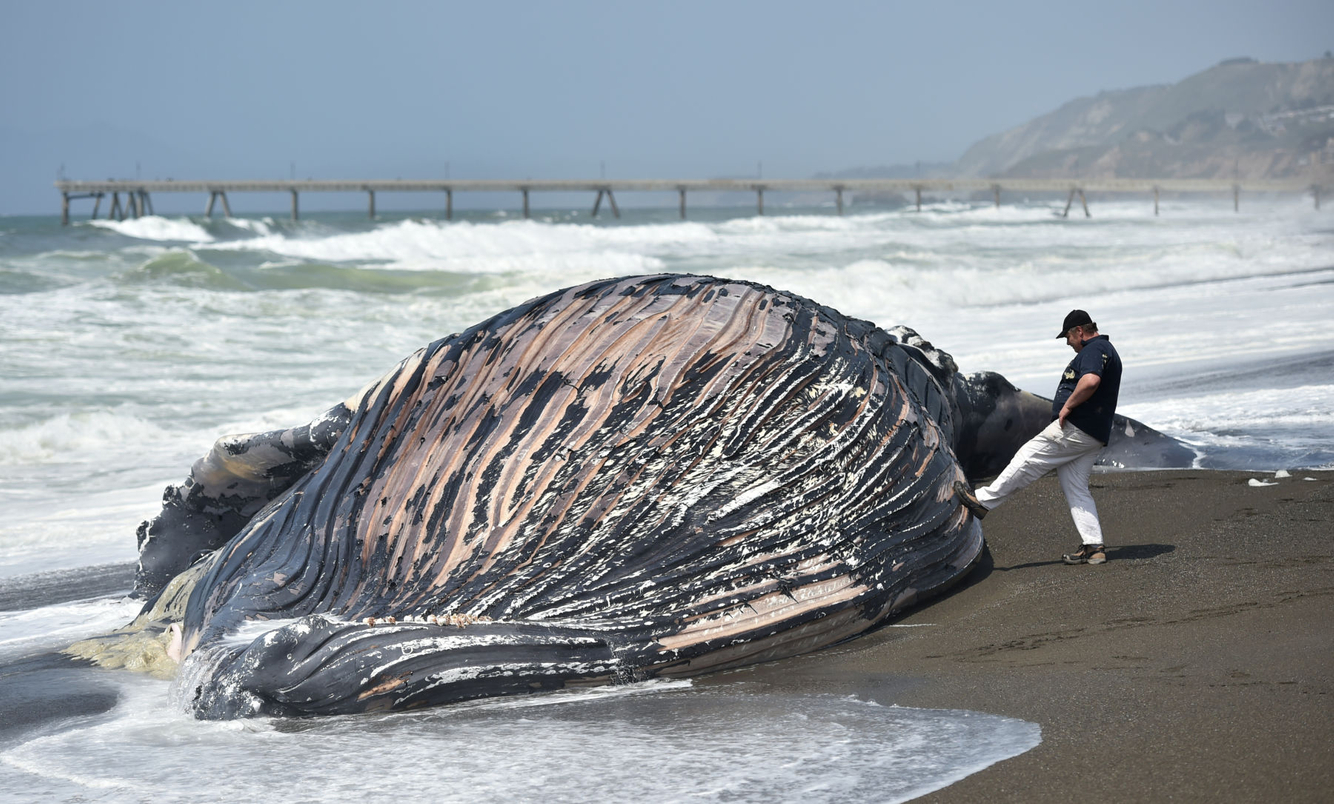 DEAD WHALE: A man kicks the carcass of a dead whale that washed ashore