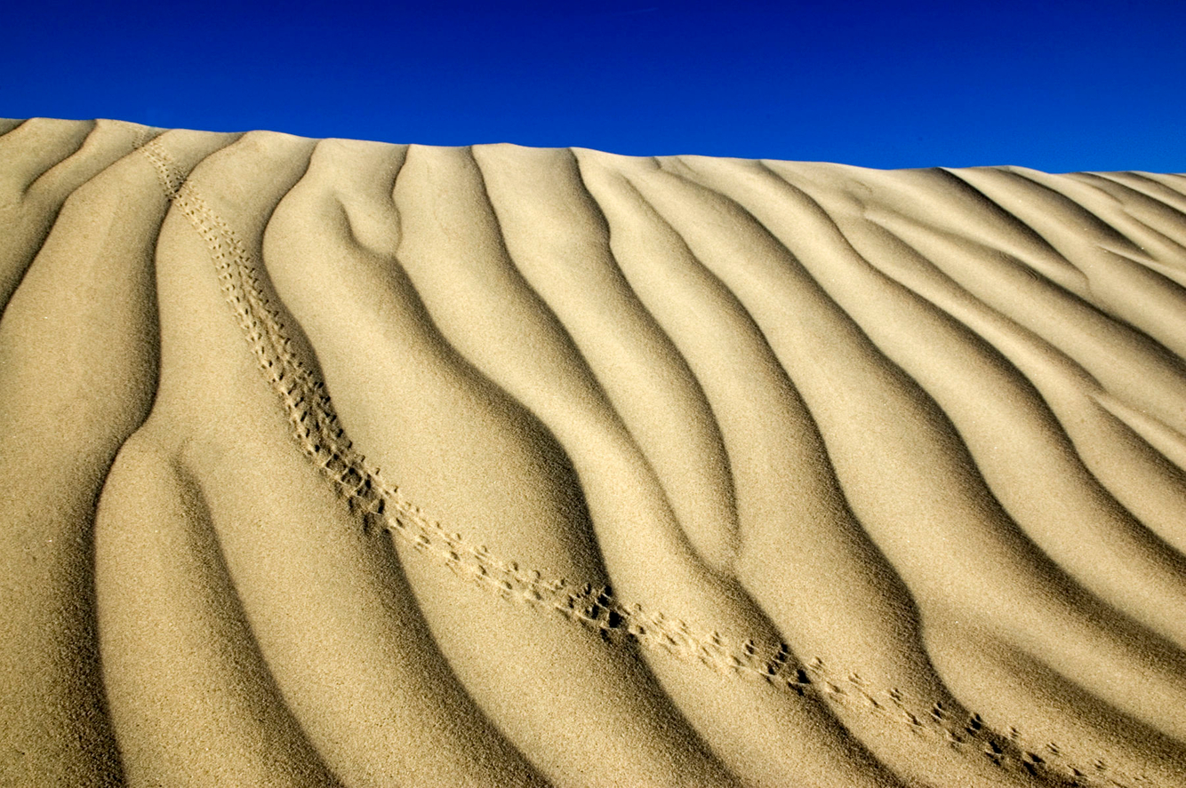 Animal tracks run across a sand dune in Death Valley, CA.