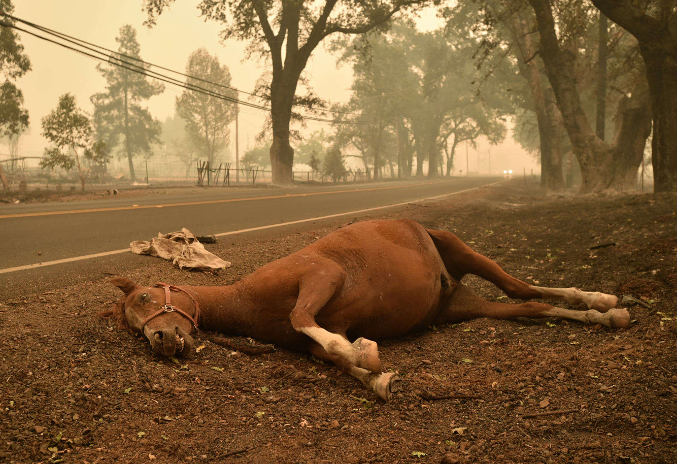 A dead horse lays on the side of a road during the Valley fire.