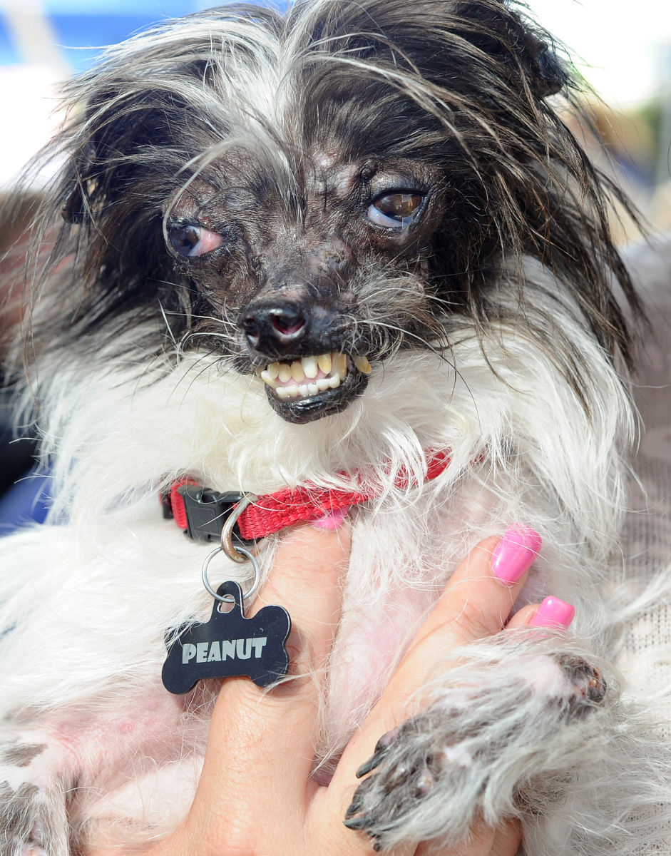UGLY DOGS: Peanut, the winner of The World's Ugliest Dog Competition in California