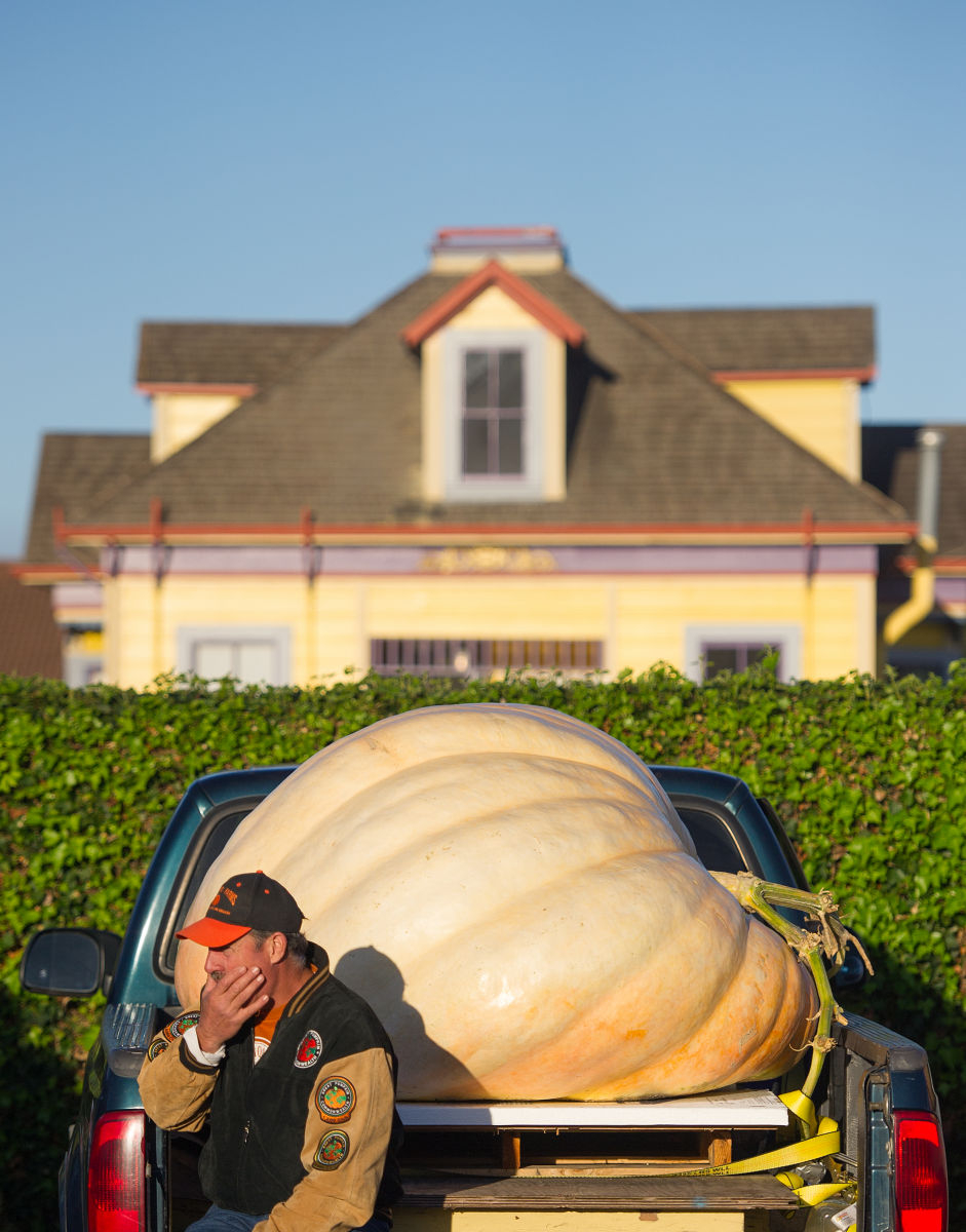 HEAVY PUMPKINS: The defending champion sits near his current entry to the World's Heaviest Pumpkin competition