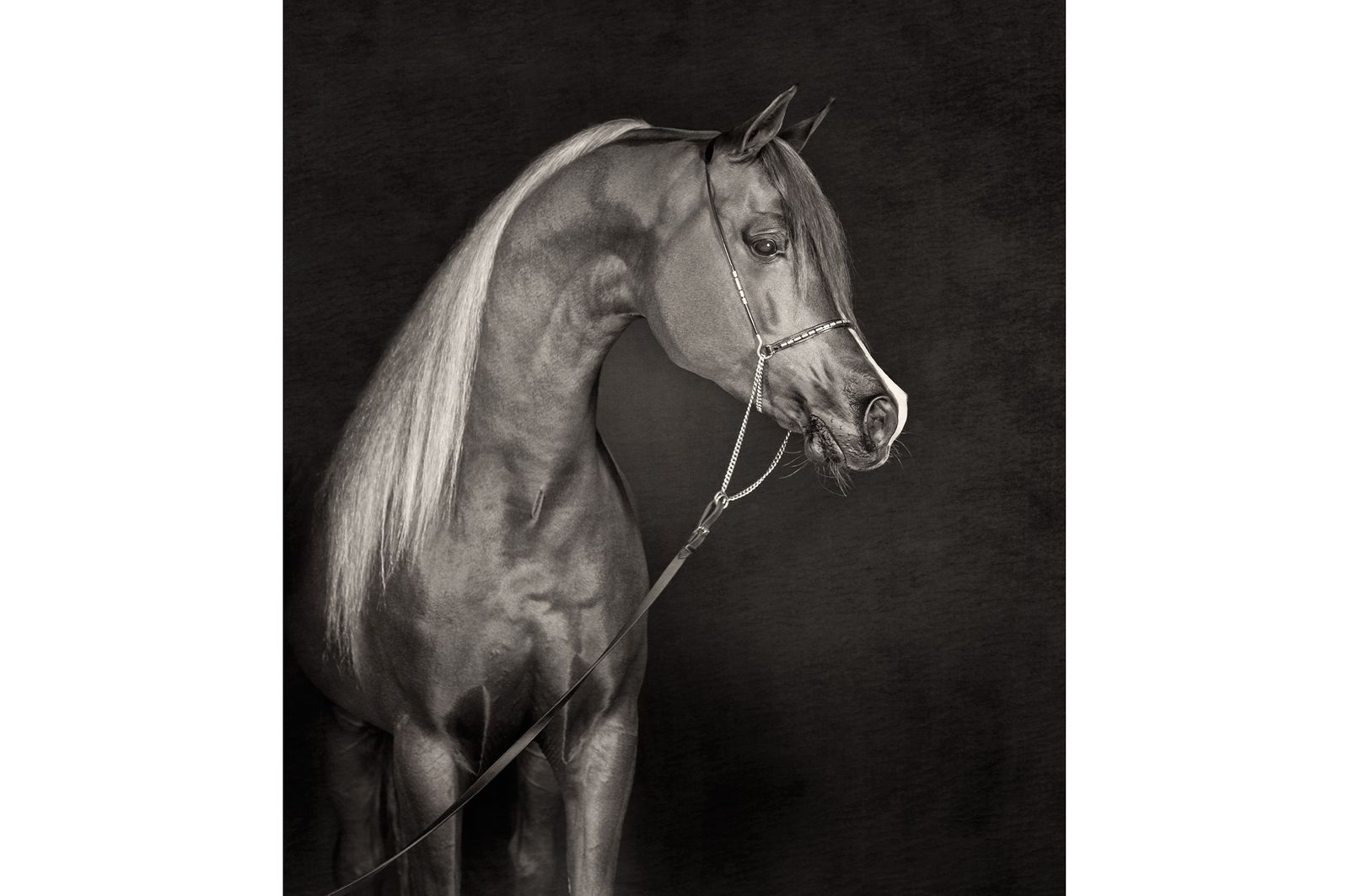 Fotografie arabian horses Bashir al Shaqab_robertpeekfotografie