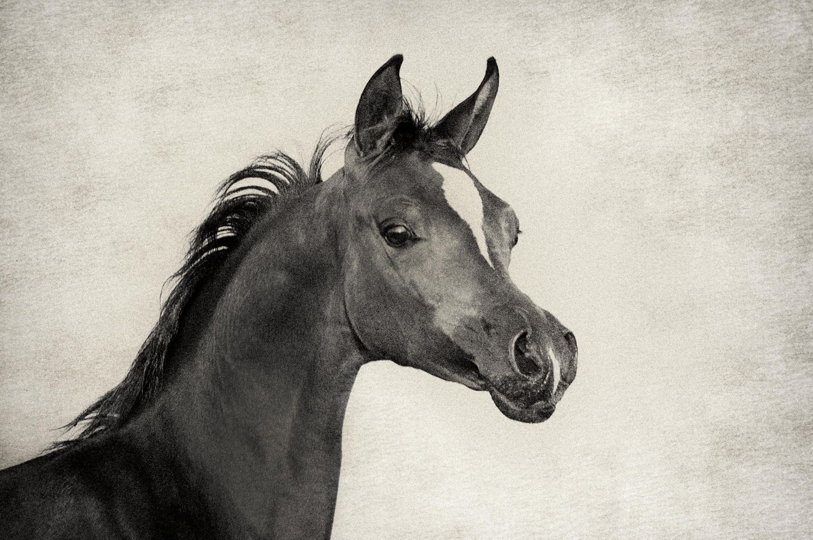 Fotografie arabian horses_robertpeekfotografie