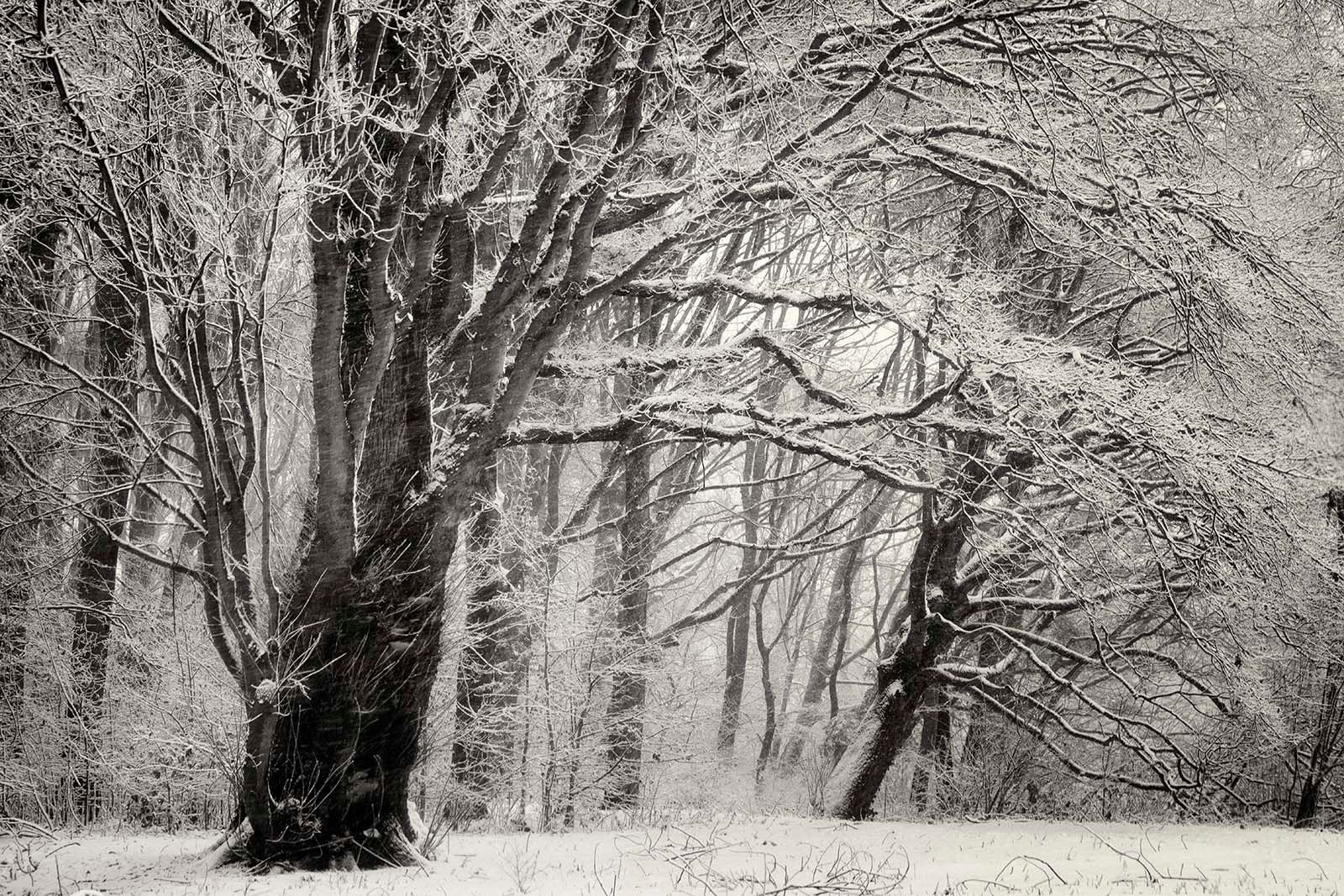 54-snow_11-12-17_zw_robertpeek