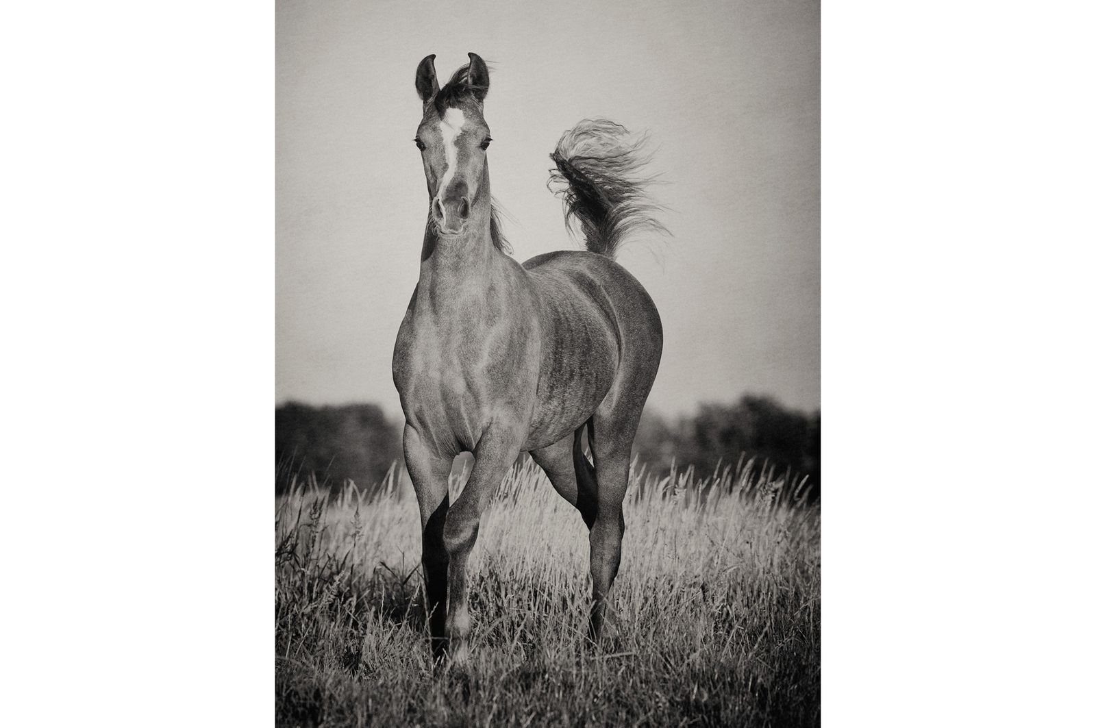 Fotografie arabian horses_robertpeekfotografie