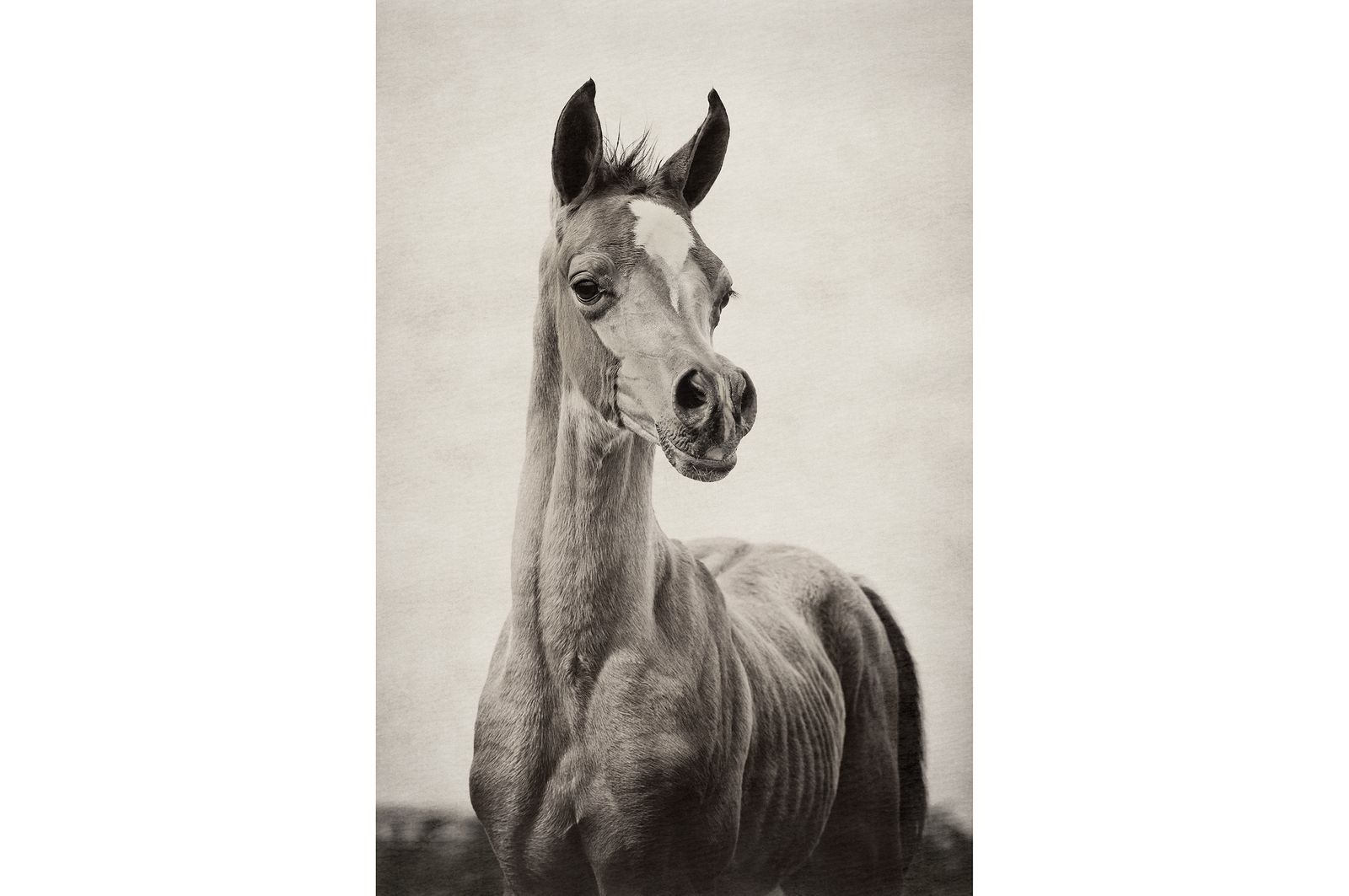 Fotografie arabian horses_robertpeekfotografie