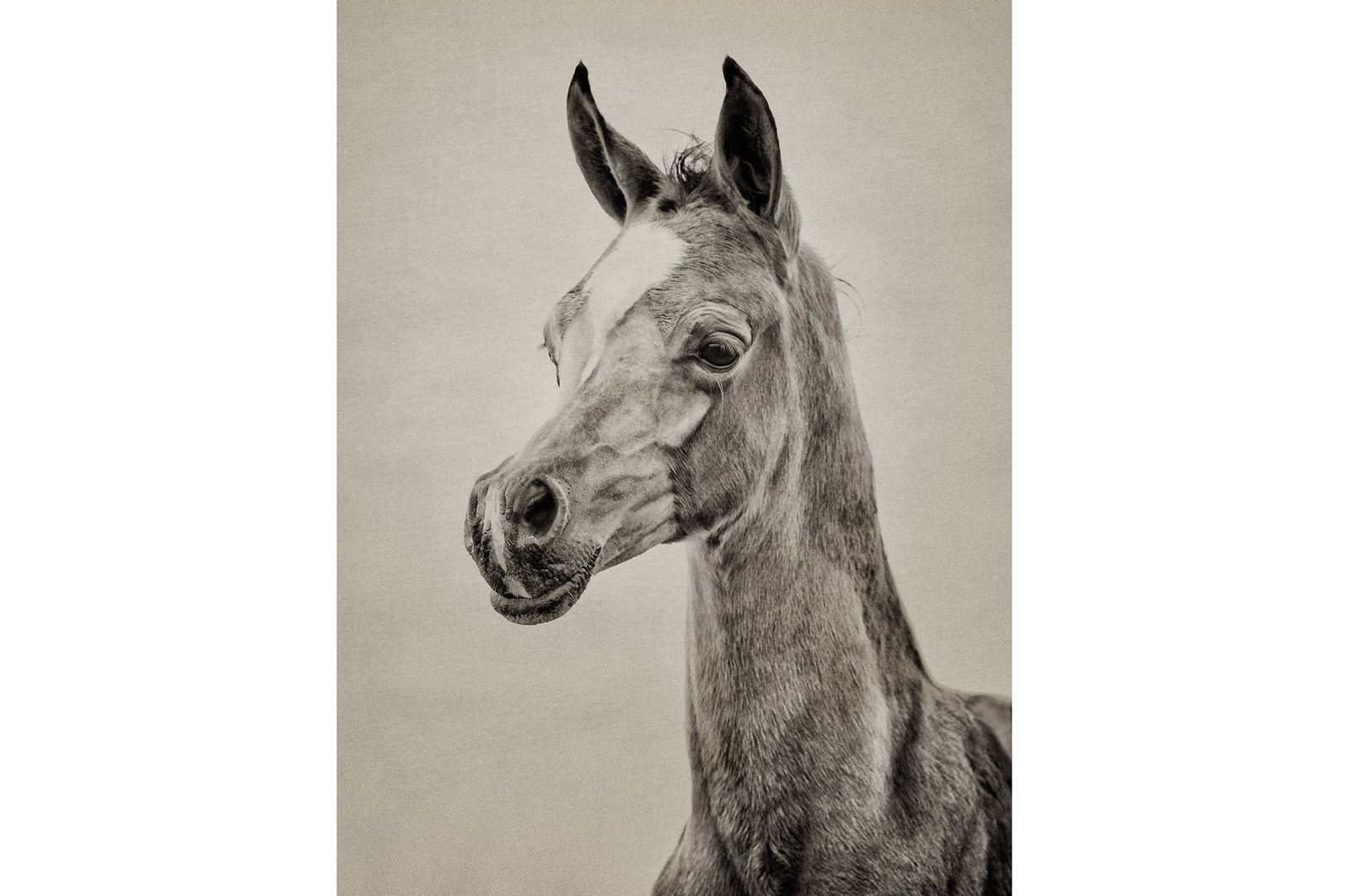 Fotografie arabian horses_robertpeekfotografie