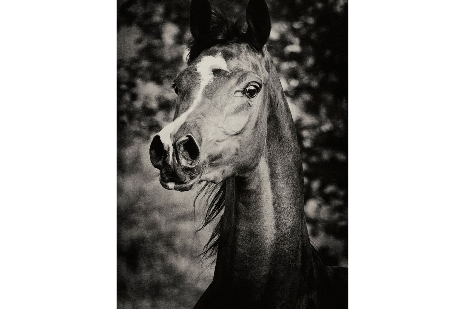 Fotografie arabian horses_robertpeekfotografie