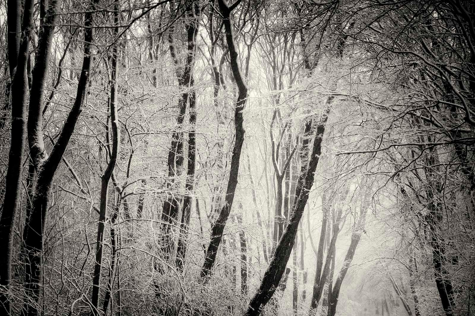 55-snow_11-12-17_zw_robertpeek