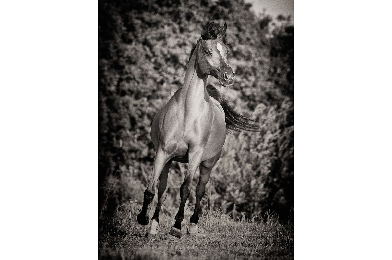 Fotografie arabian horses_robertpeekfotografie