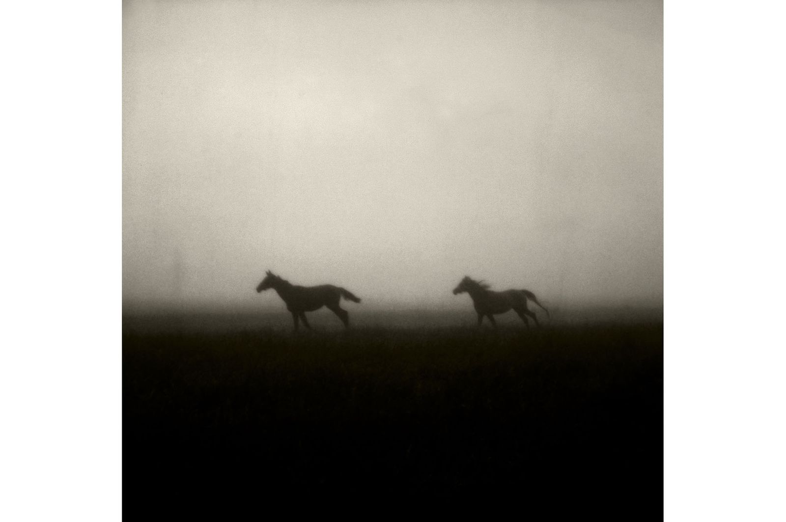 45_horses_paarden_pola_robertpeekfotografie