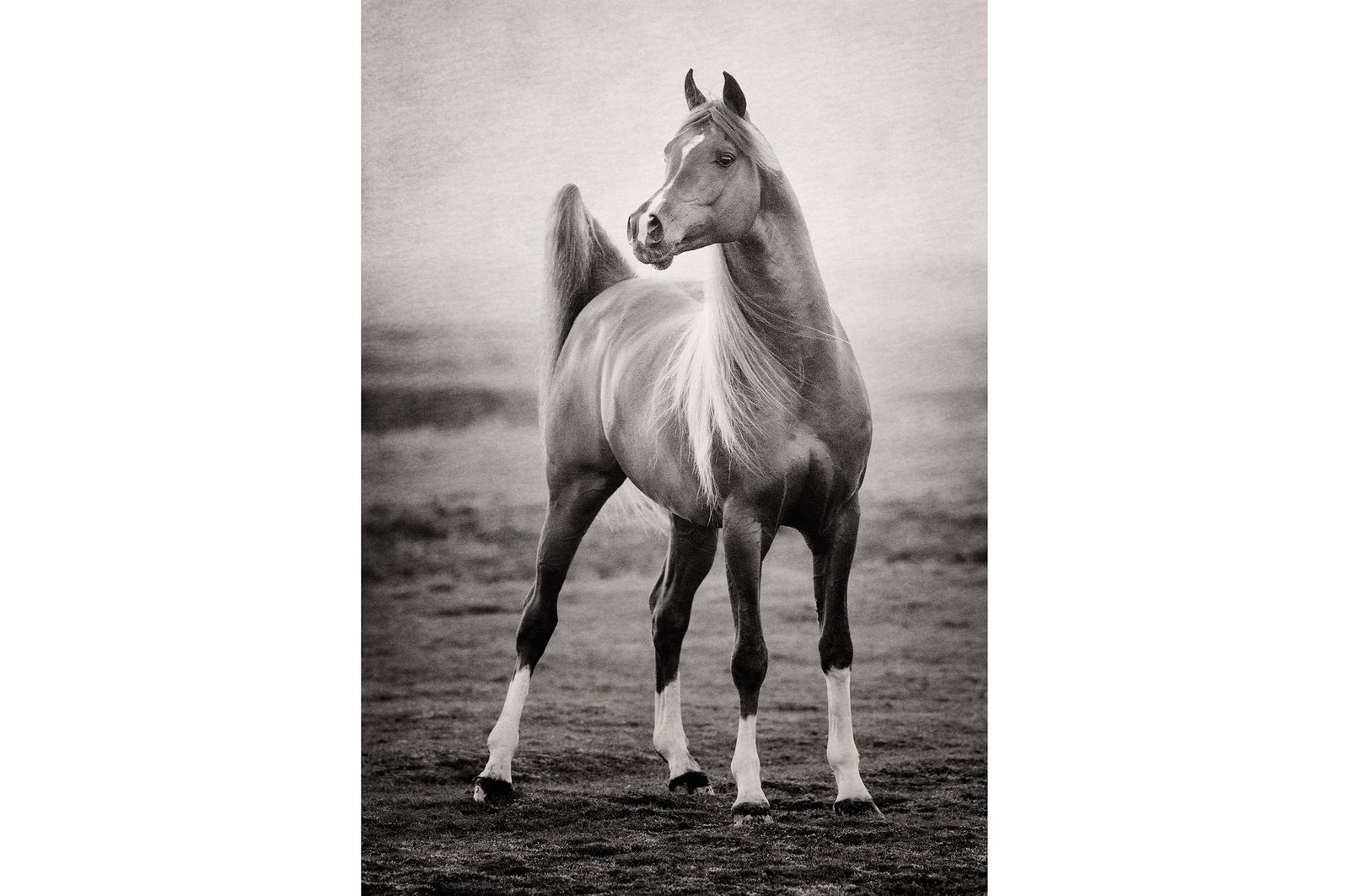 Fotografie arabian horses Bashir al Shaqab-robertpeekfotografie