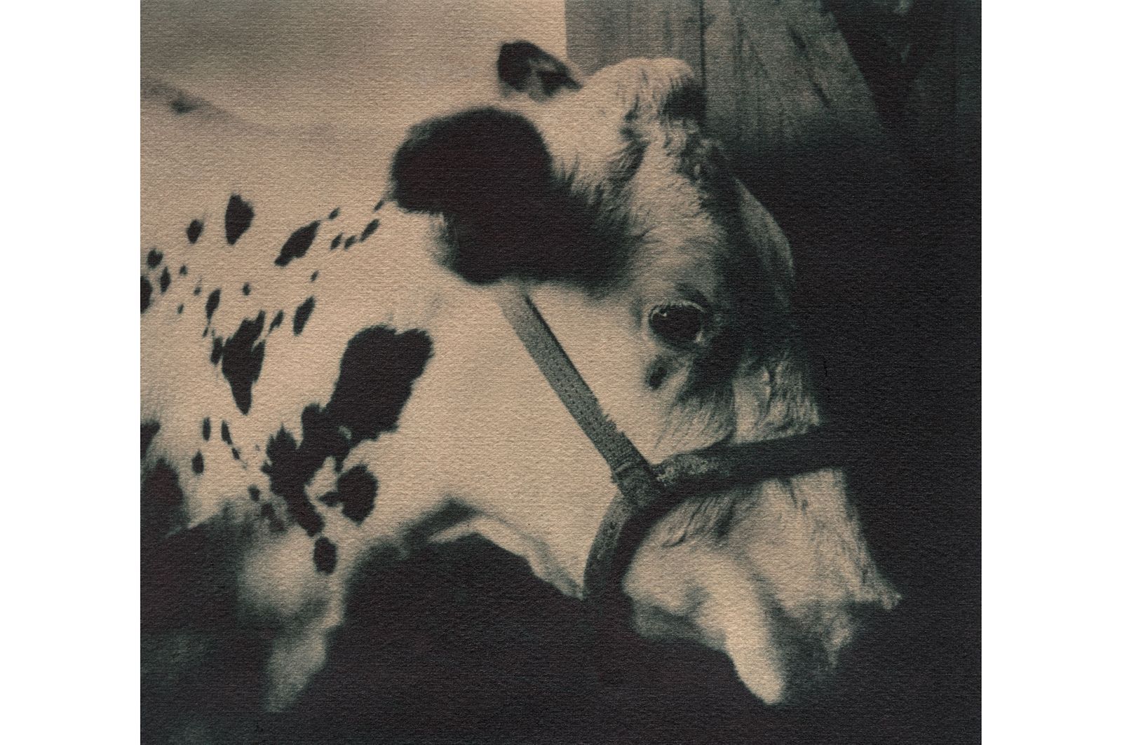 Fotografie  Koe_robertpeekfotografie