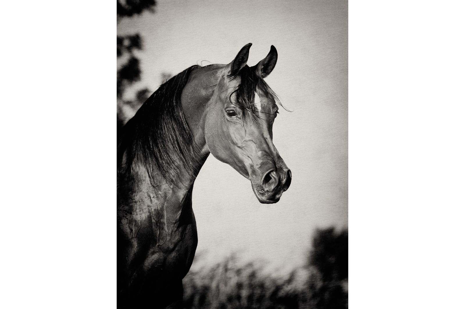 Fotografie arabian horses_robertpeekfotografie
