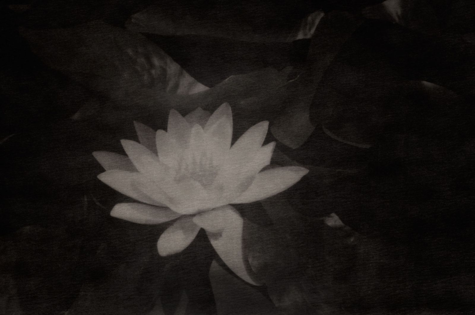 44_still_waterlelie_robertpeekfotografie