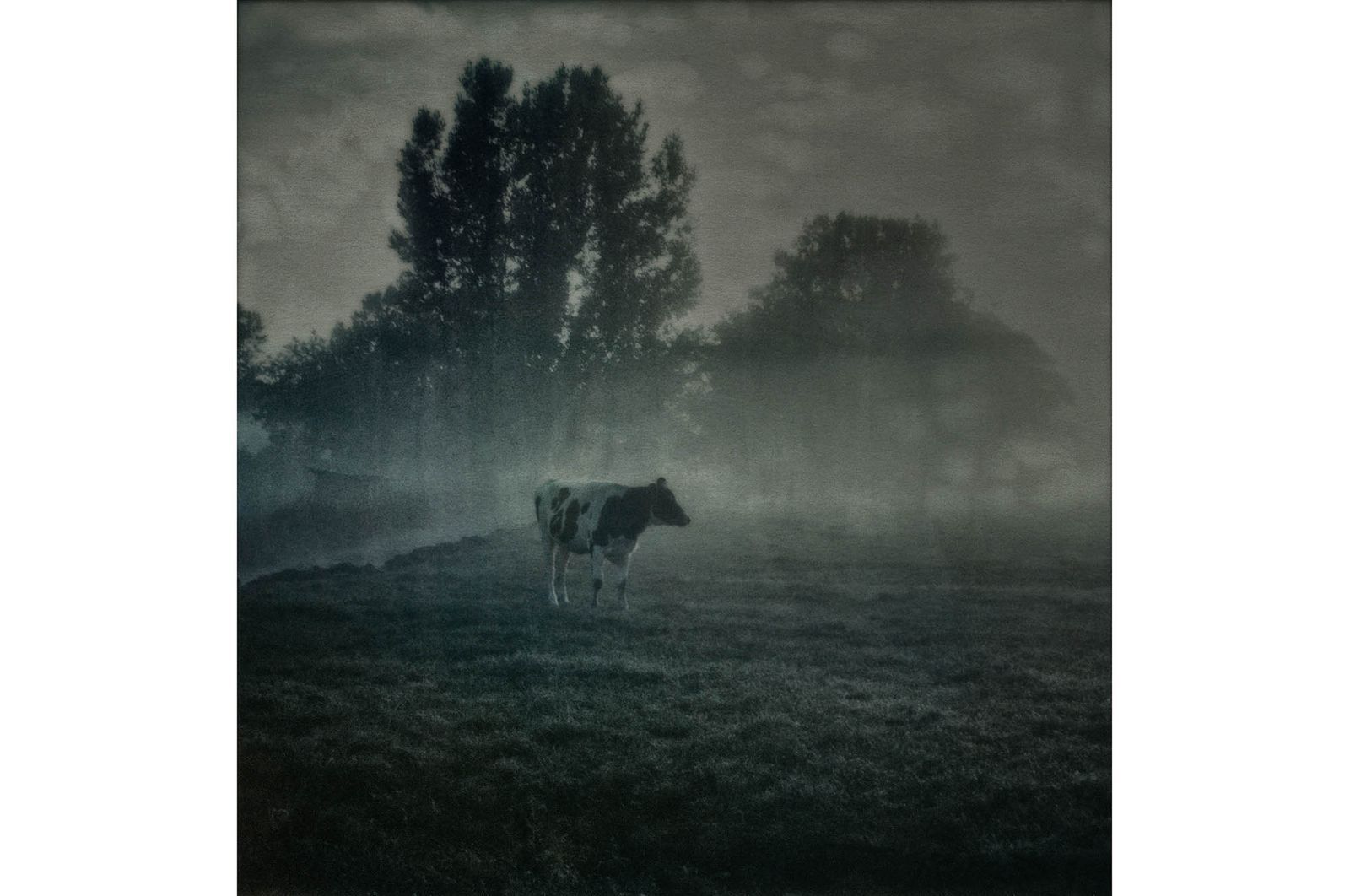 35_lanschap_koe_robertpeekfotografie