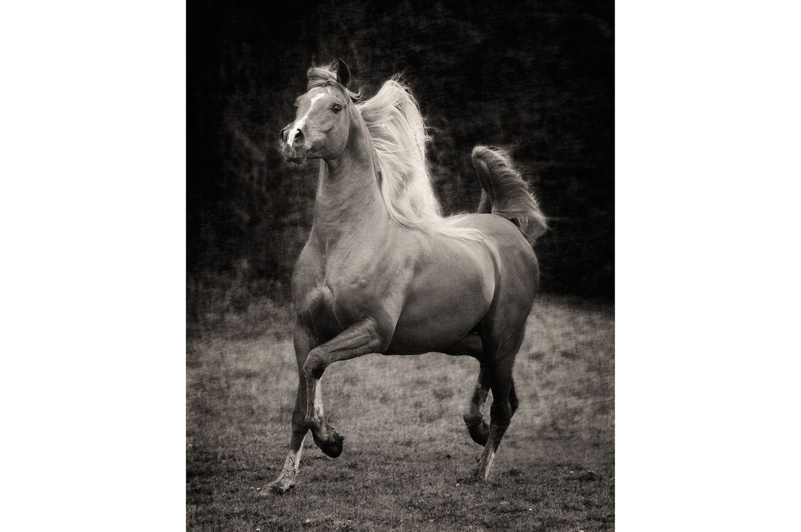 Fotografie arabian horses Bashir al Shaqab_robertpeekfotografie