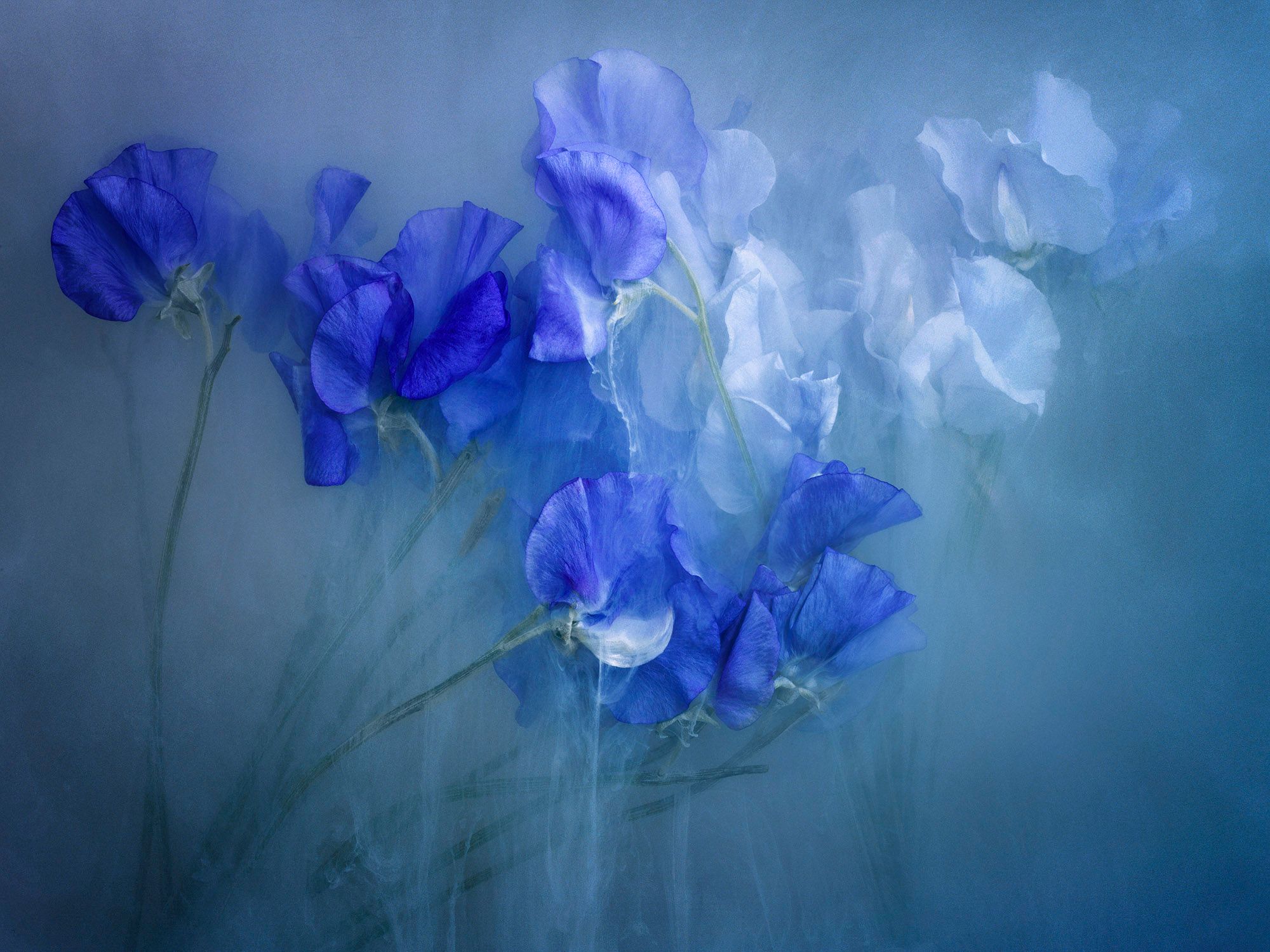 Flowerpower Blue II-003.jpg