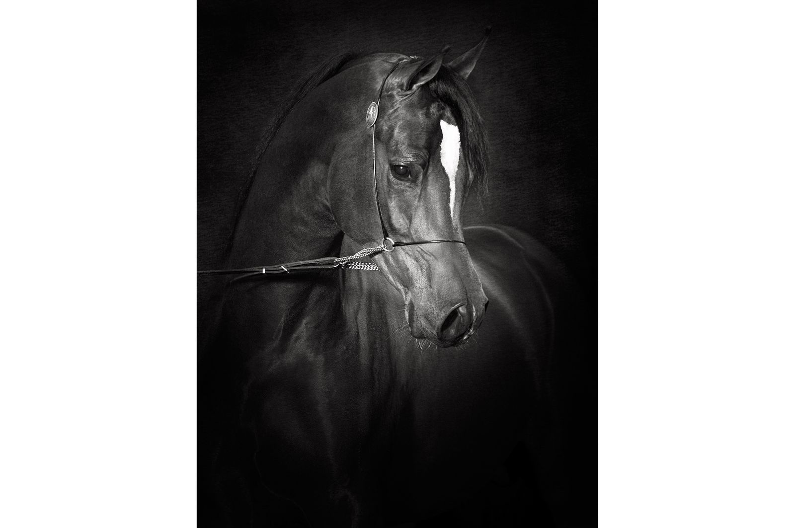 Fotografie arabian horses Shaheen_robertpeekfotografie