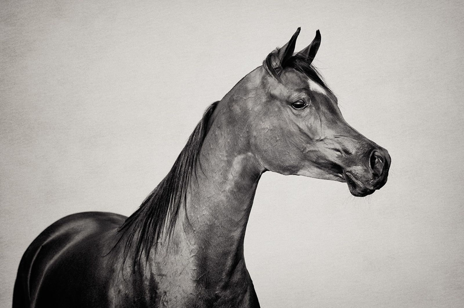 Fotografie arabian horses