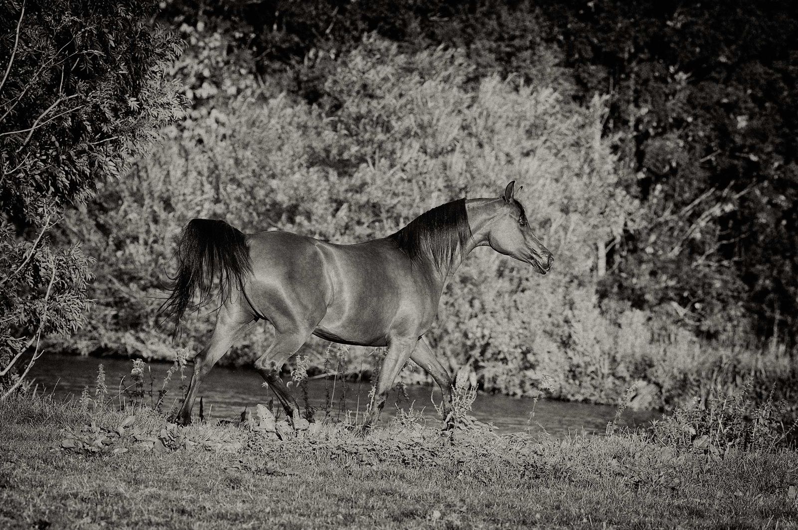 Fotografie arabian horses_robertpeekfotografie