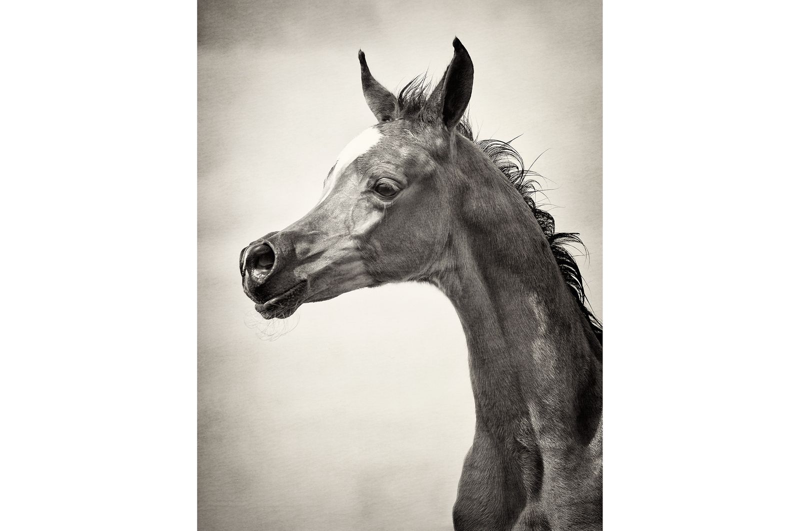 Fotografie arabian horses_robertpeekfotografie