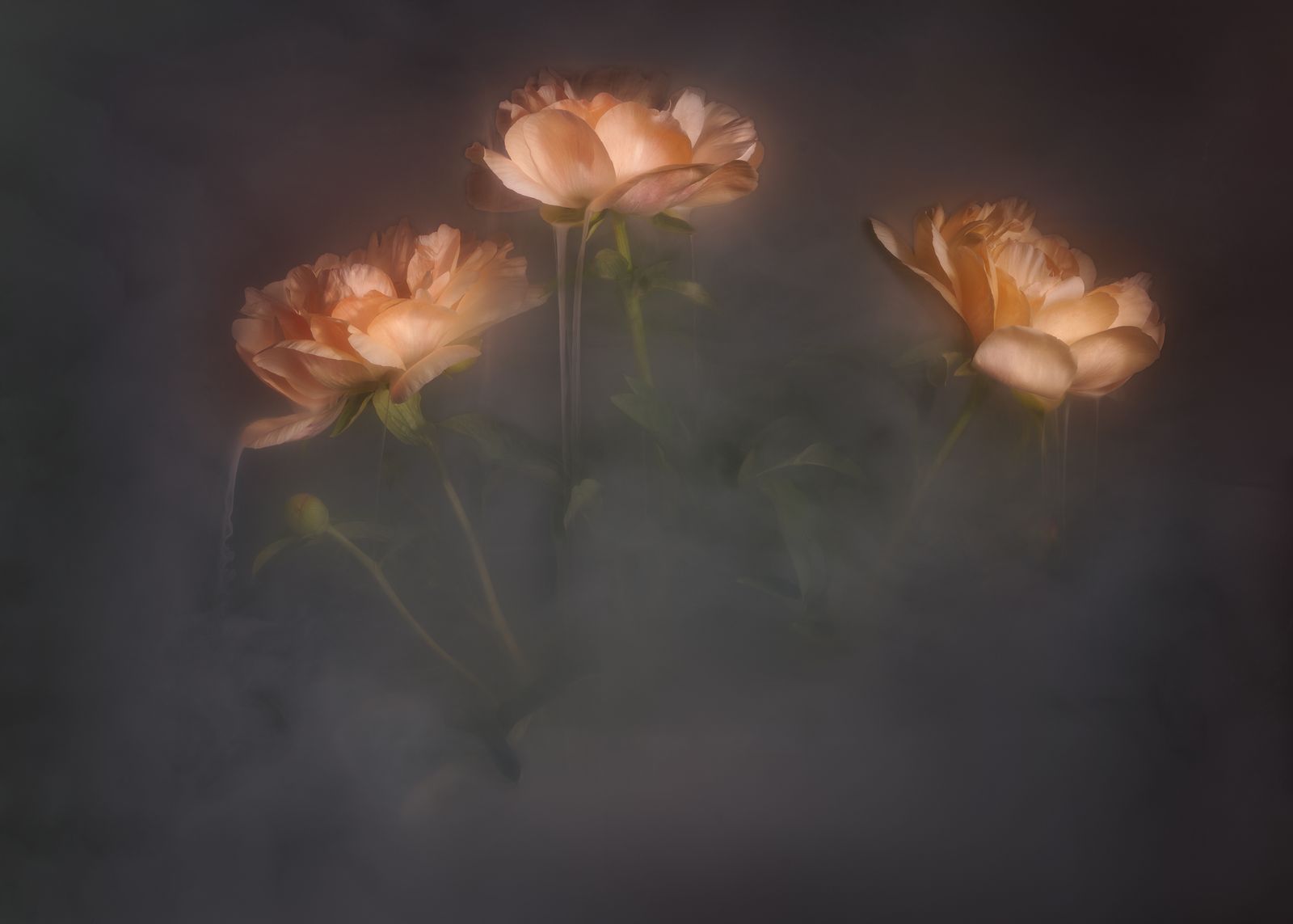 Sessie zonder titel19566.jpg