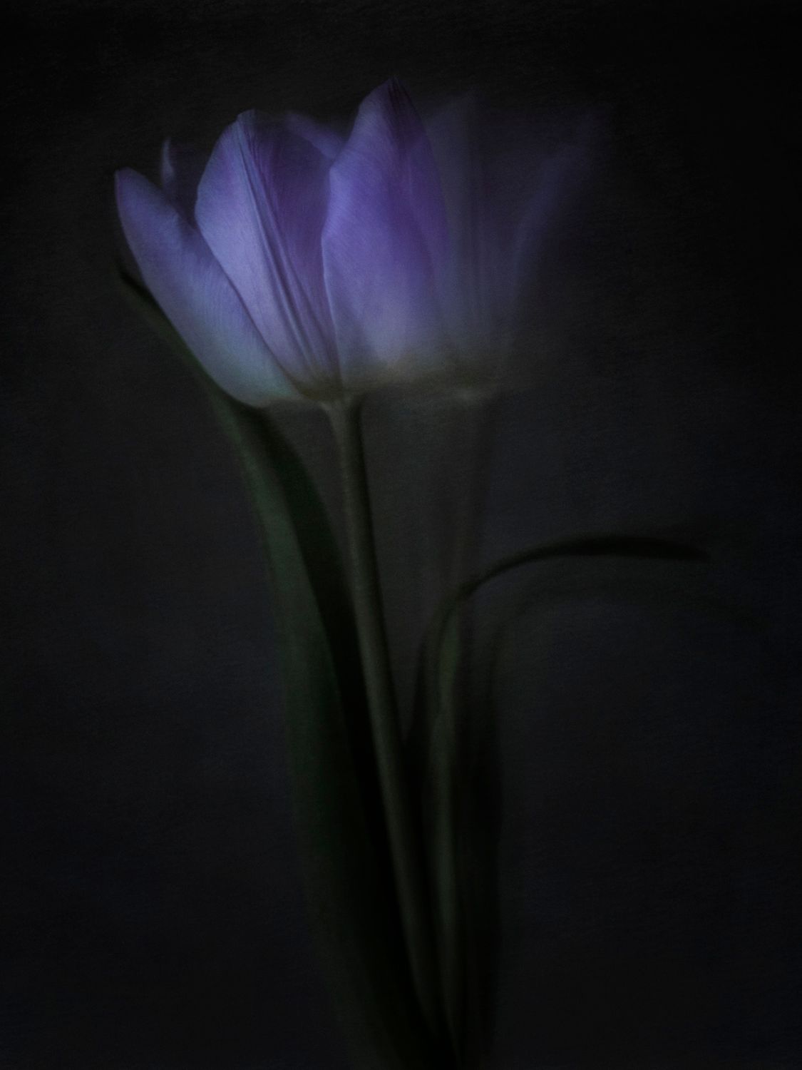 tulip