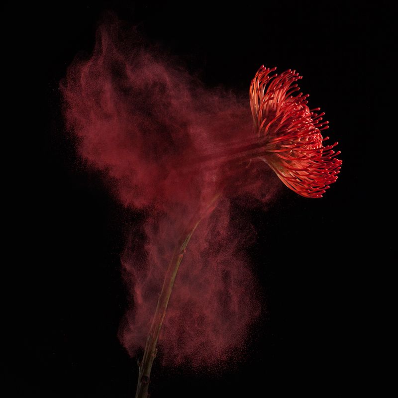 bloem_02_robertpeekfotografie