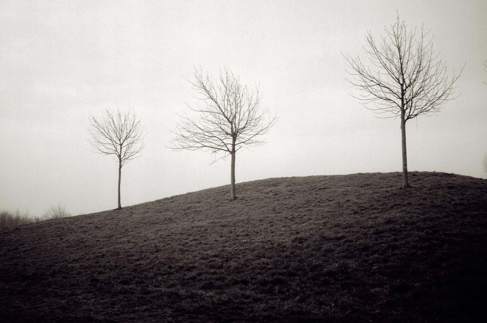 42_landschap_bomen_robertpeekfotografie