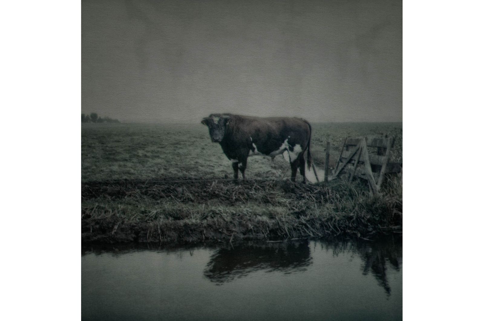 36_landschap_koe_robertpeekfotografie