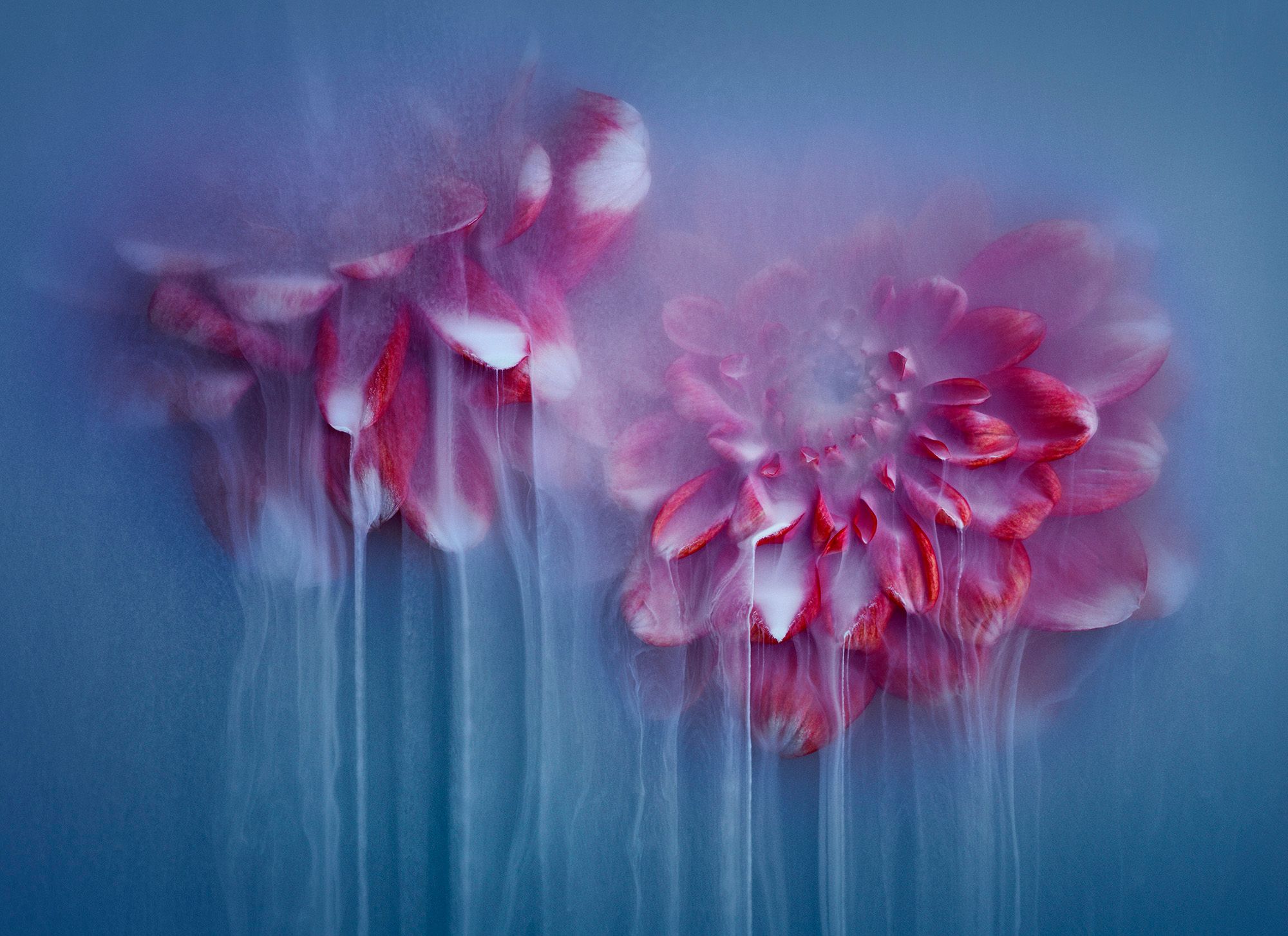 Flowerpower Blue II-018.jpg