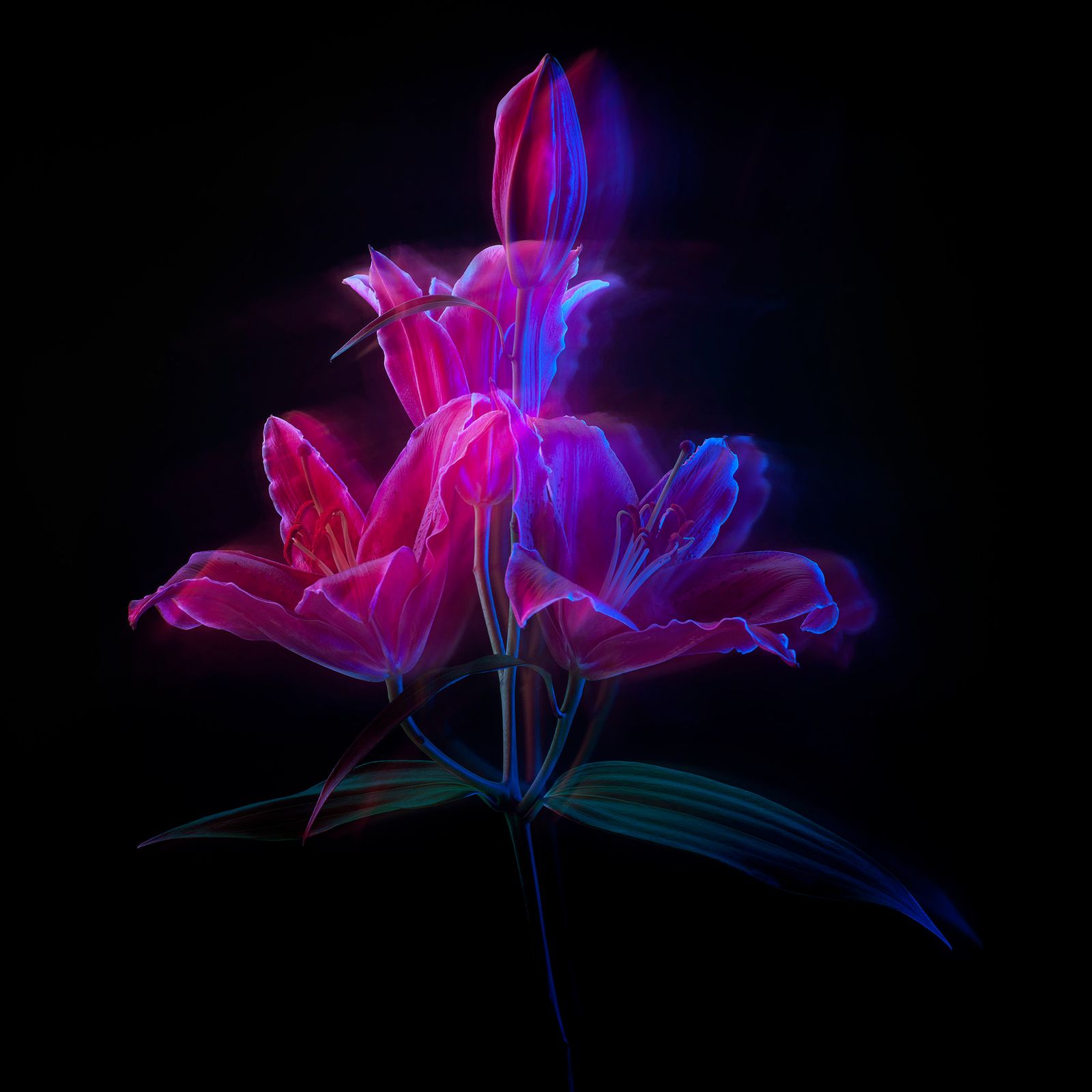 FlowerPower Moving004.jpg