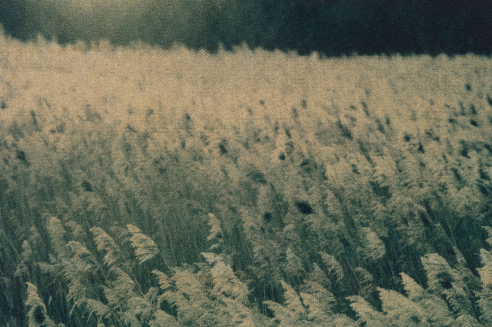 Fotografie landschap met riet-robertpeekfotografie
