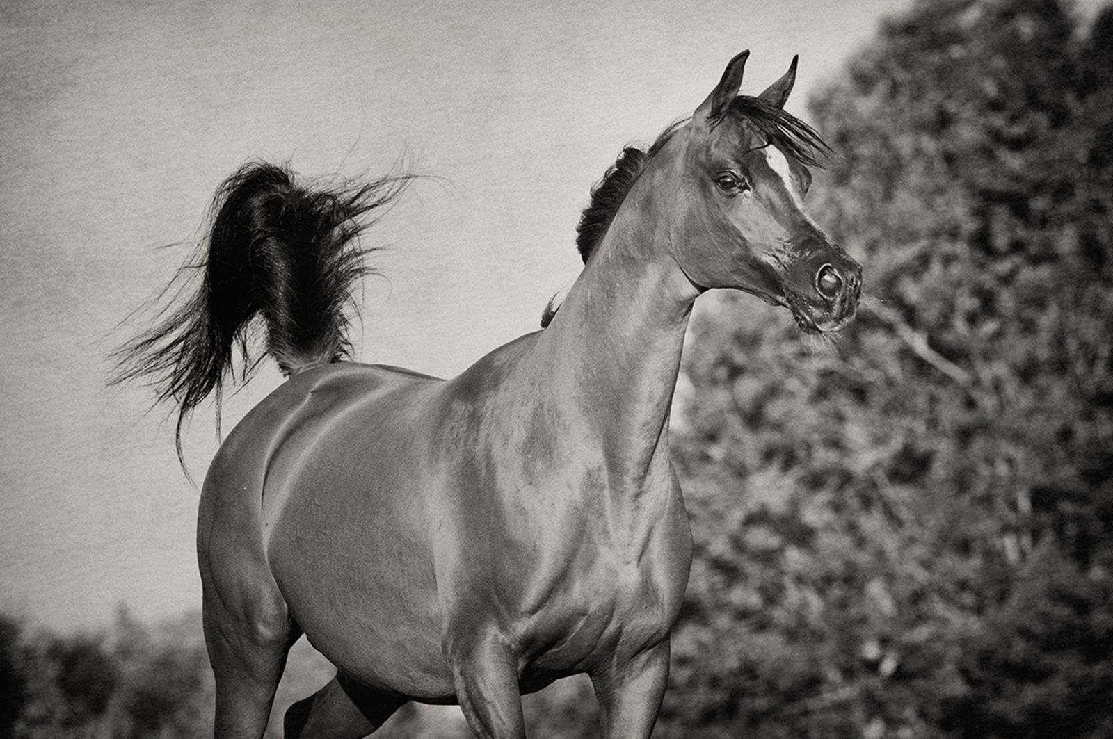 Fotografie arabian horses_robertpeekfotografie