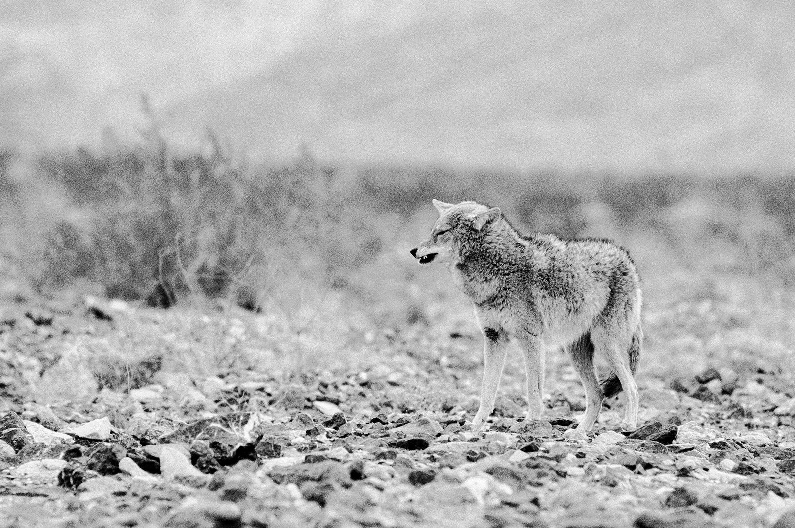 Fotografie California