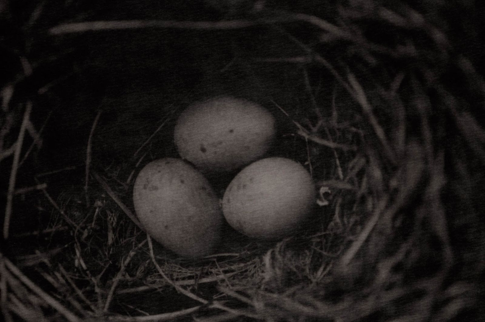 43_eieren_still_robertpeekfotografie