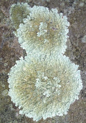 Lichen on A Rock, Unaltered (photograph)