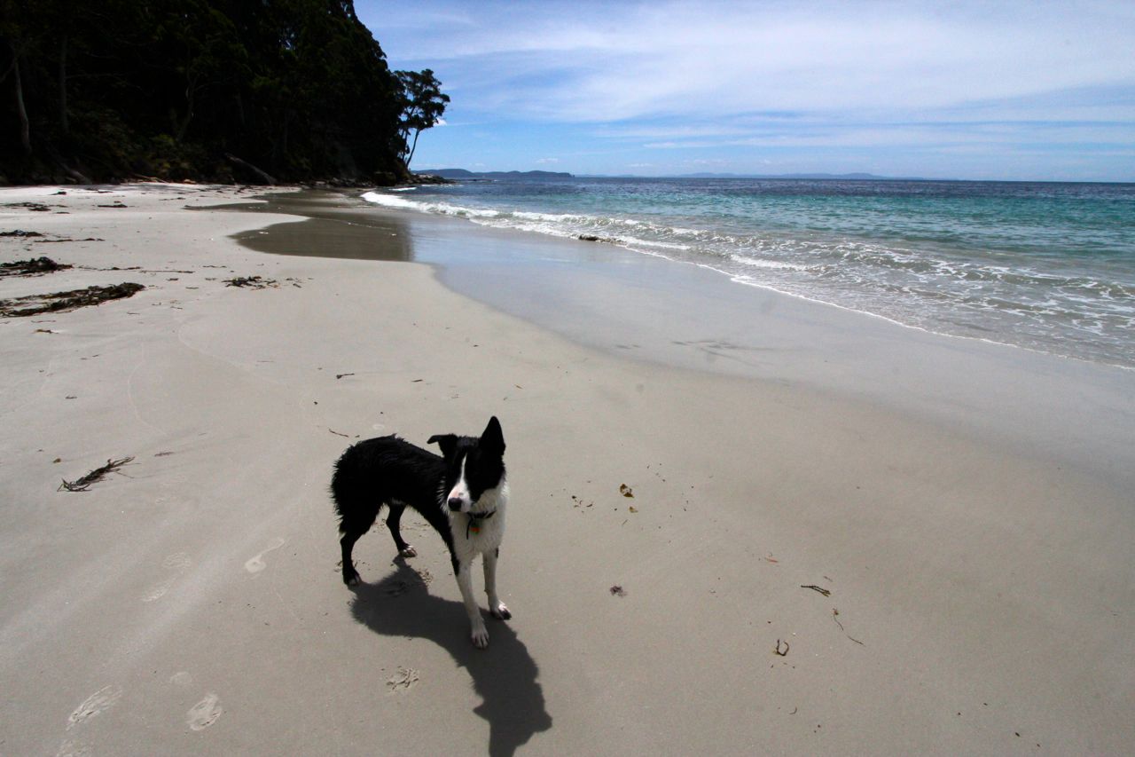 1brunydoglargerimg_6527