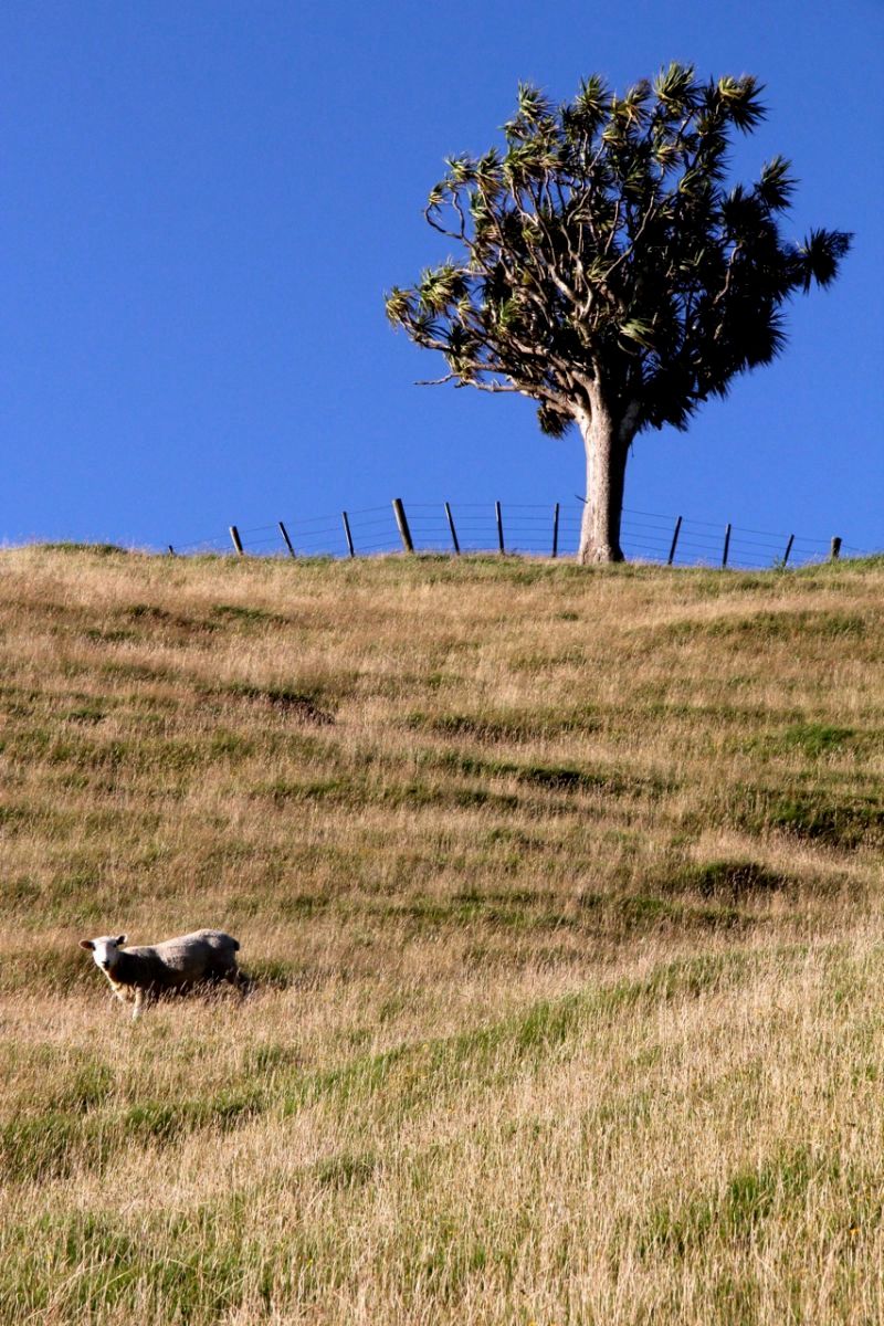 1sheep_treeimg_7523_2