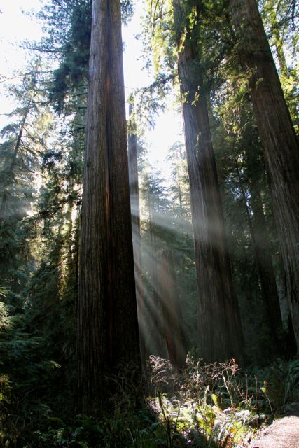1roadtripredwoods