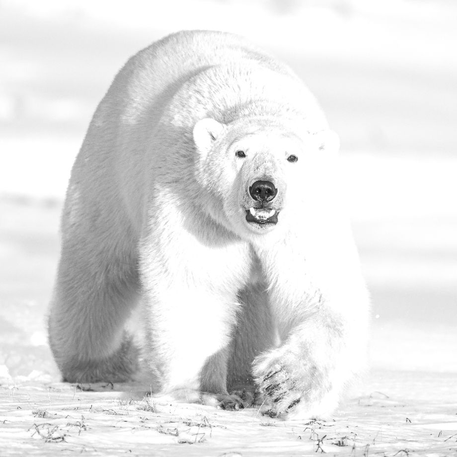 Polar Bear 1-220-Edit.jpg