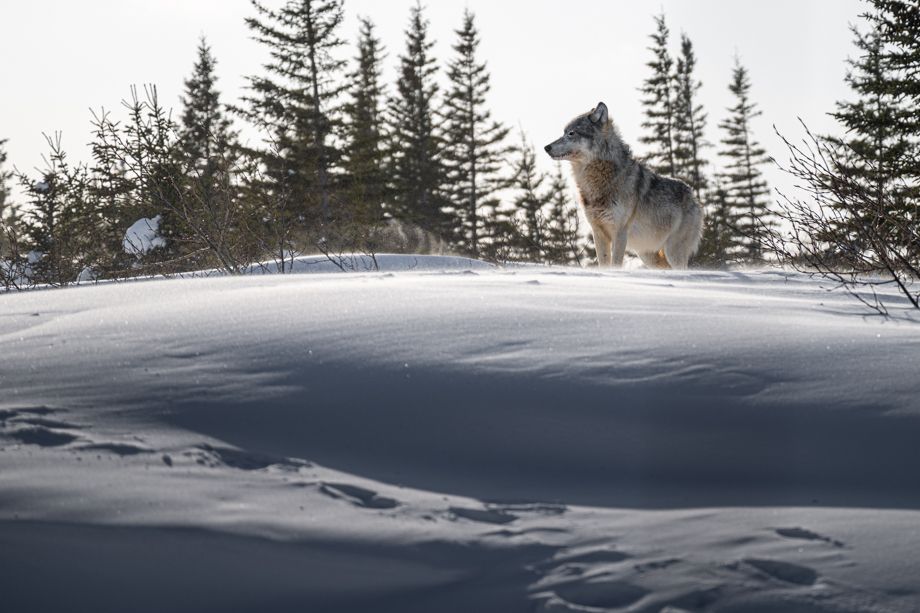 Wolf-67.jpg