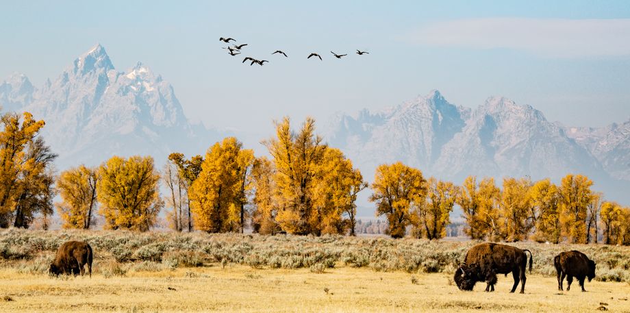Fall Tetons-1175.jpg