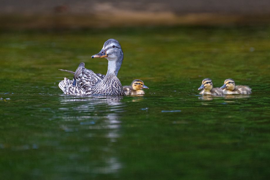 July 4th 2023-1118.jpg