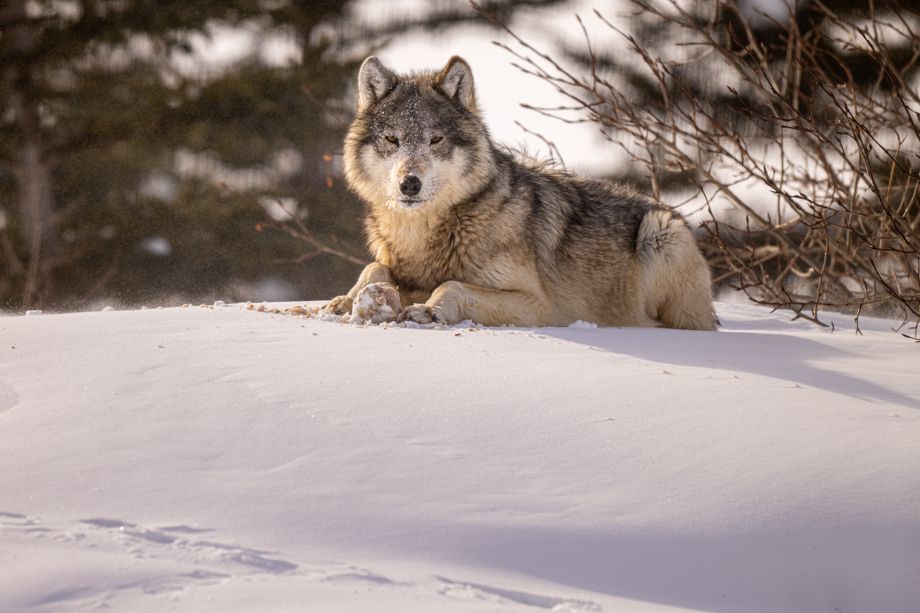 Wolf-84.jpg
