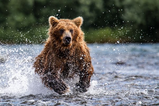 Alaska Katmai Bears-3571.jpg